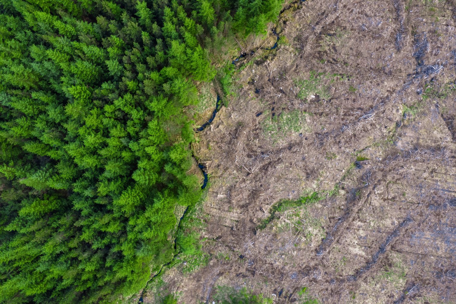 Seriál EUDR I: Nová pravidla proti odlesňování: průvodce pro podniky